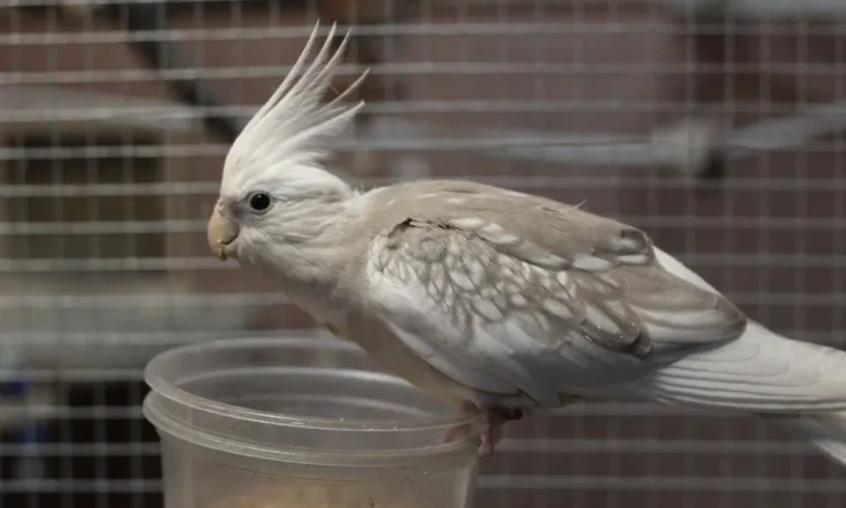 White-Faced Cockatiel