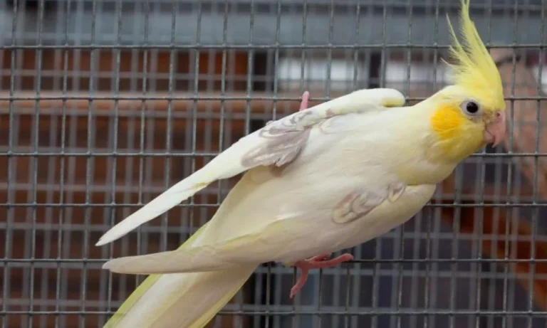Yellow face Cockatiel