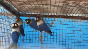 Blue Masked Love Birds