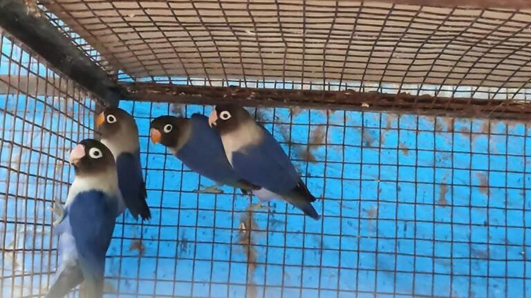 Blue Masked Love Birds