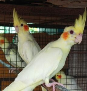 Cockatiel