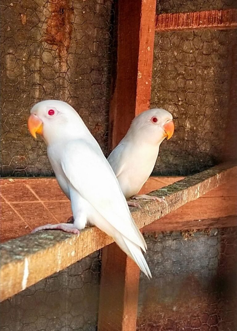 Albino Love Birds