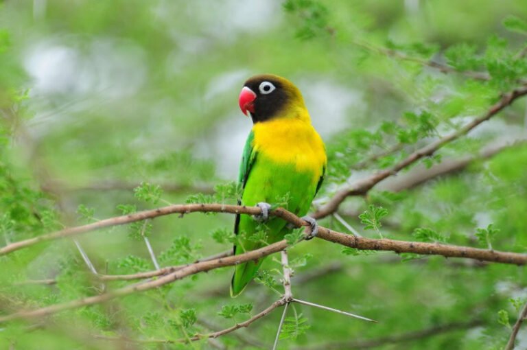 Yellow-Collared Lovebirds